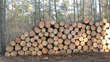 Heimisches Holz, Baumstämme (Klick vergrßert)